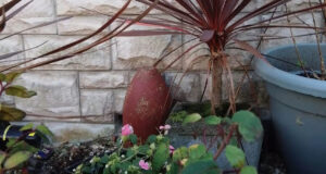 Garden Bomb Featured