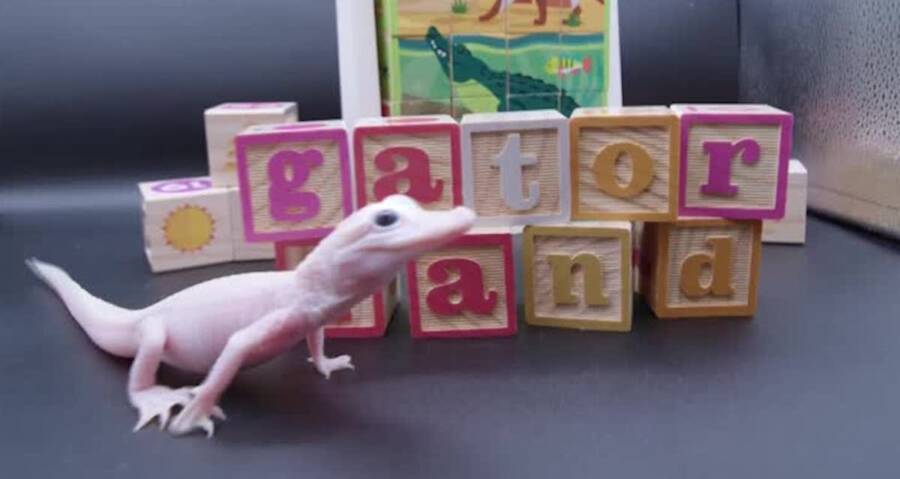 Rare White Leucistic Gator Born At Gatorland Park In Florida