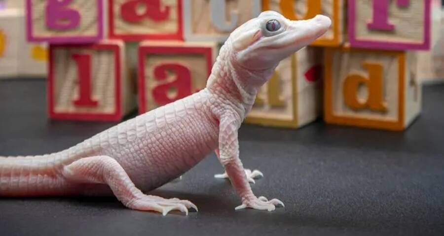 Rare White Leucistic Gator Born At Gatorland Park In Florida