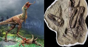 Gorgosaurus Featured