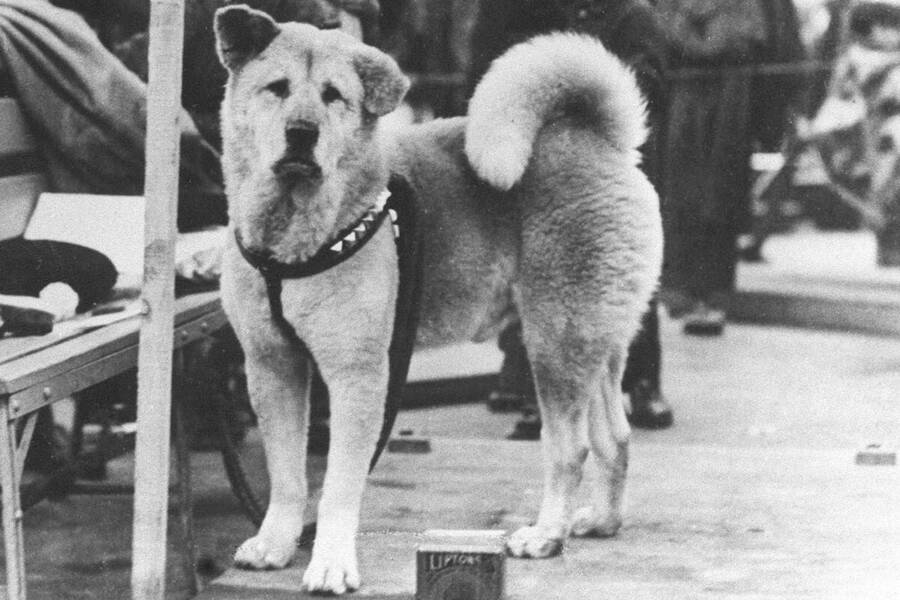 Hachikō The Famous Dog