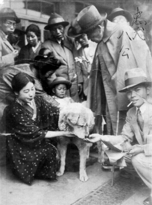 Hachikō With His Fans