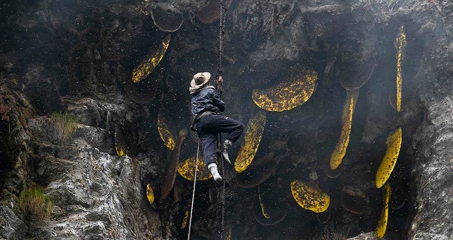 All you need to know about the hallucinogenic 'mad honey' found on mountain  tops in Nepal