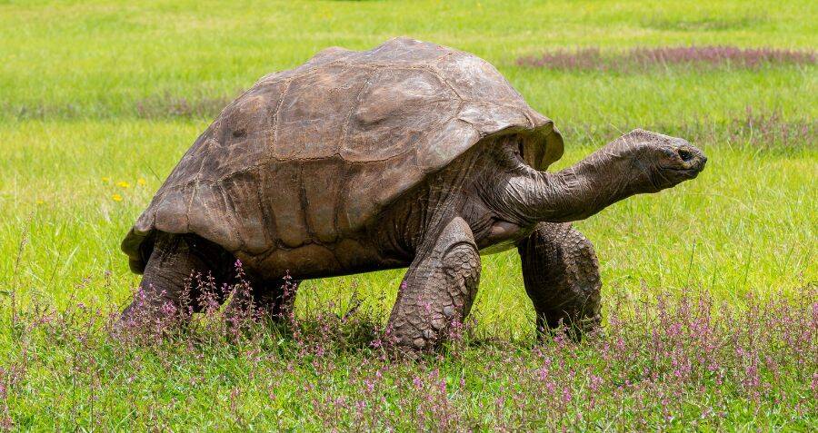 Meet Jonathan The Tortoise, The Oldest Land Animal In The World