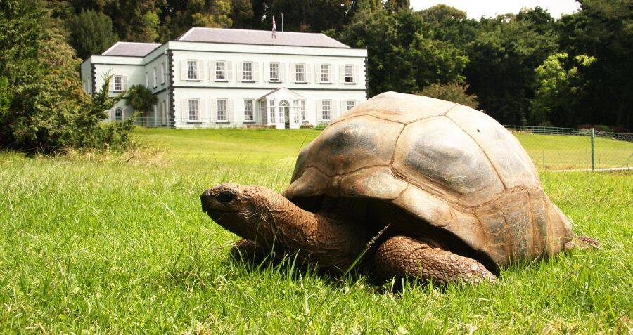 Meet Jonathan The Tortoise The Oldest Land Animal In The World meet-jonathan-the-tortoise-the-oldest-land-animal-in-the-world