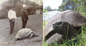 Jonathan The Tortoise In The 1800s And Today Featured