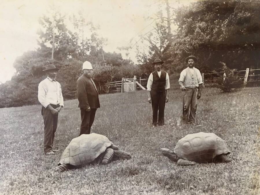 Jonathan The Tortoise In The 1800s