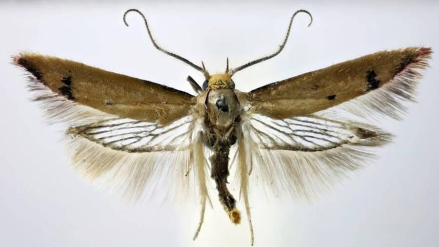 Moth Found In West London Park