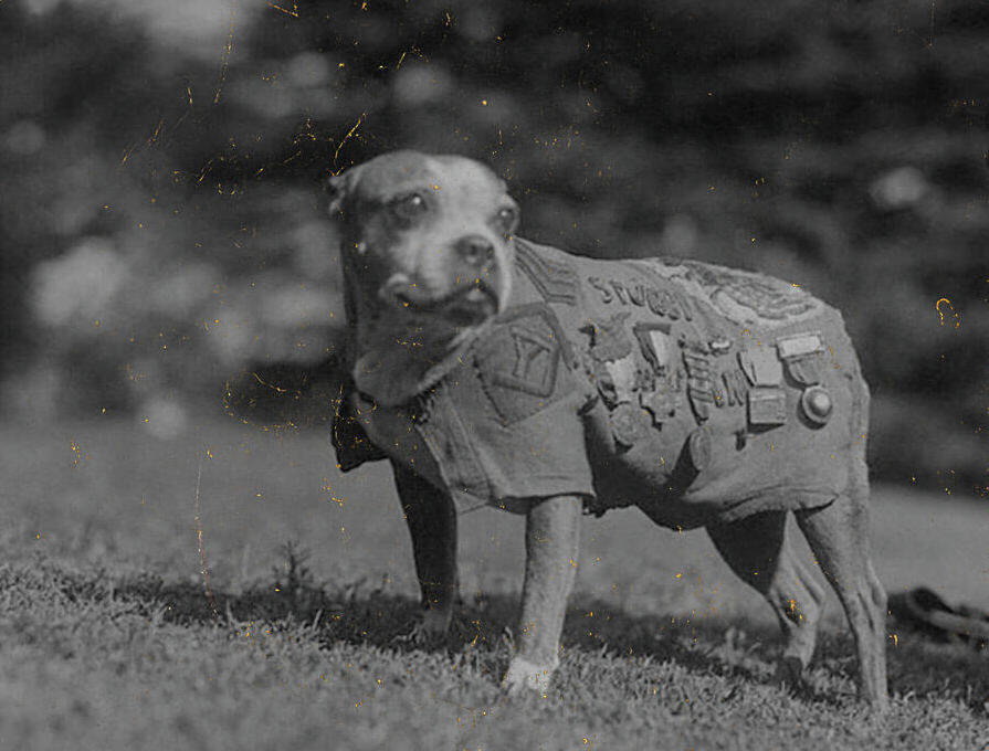 Sergeant Stubby