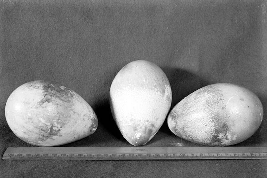Emperor Penguin Eggs