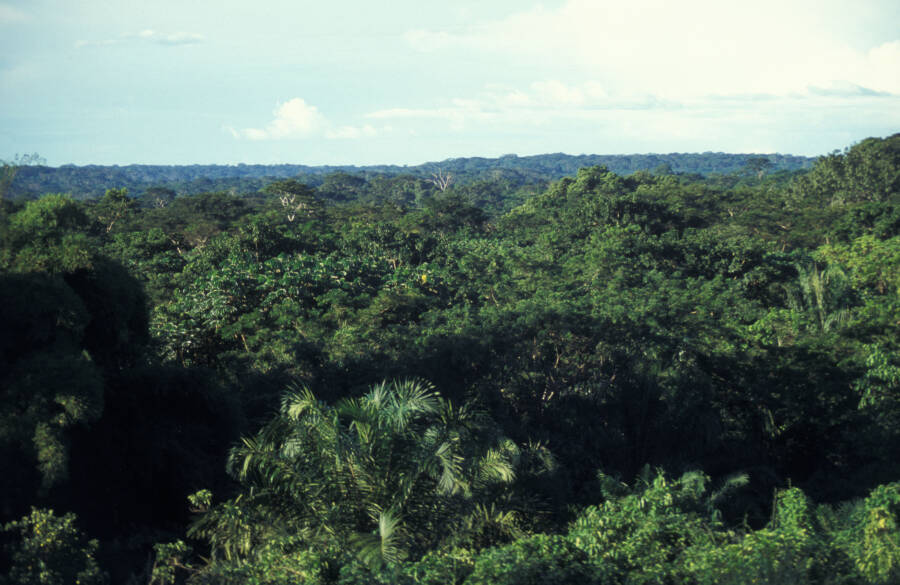 Bili Congo Forest