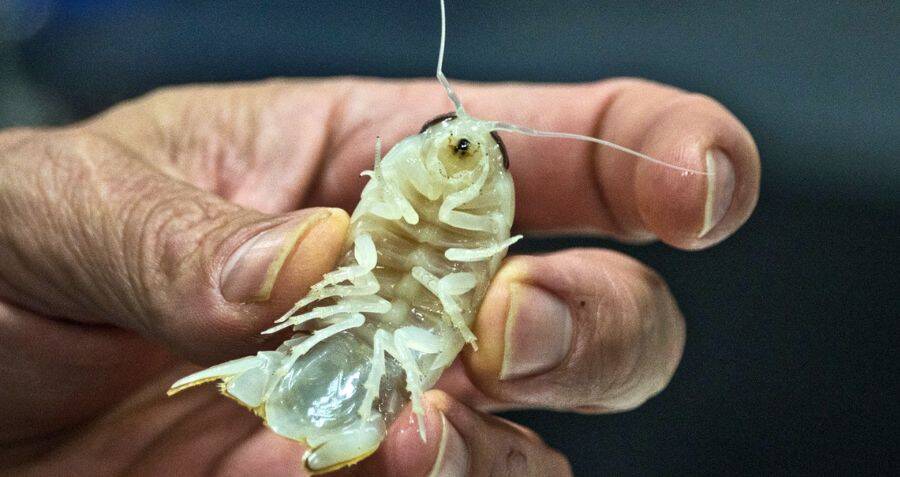 Species Of Translucent Crustacean Discovered In The Bahamas