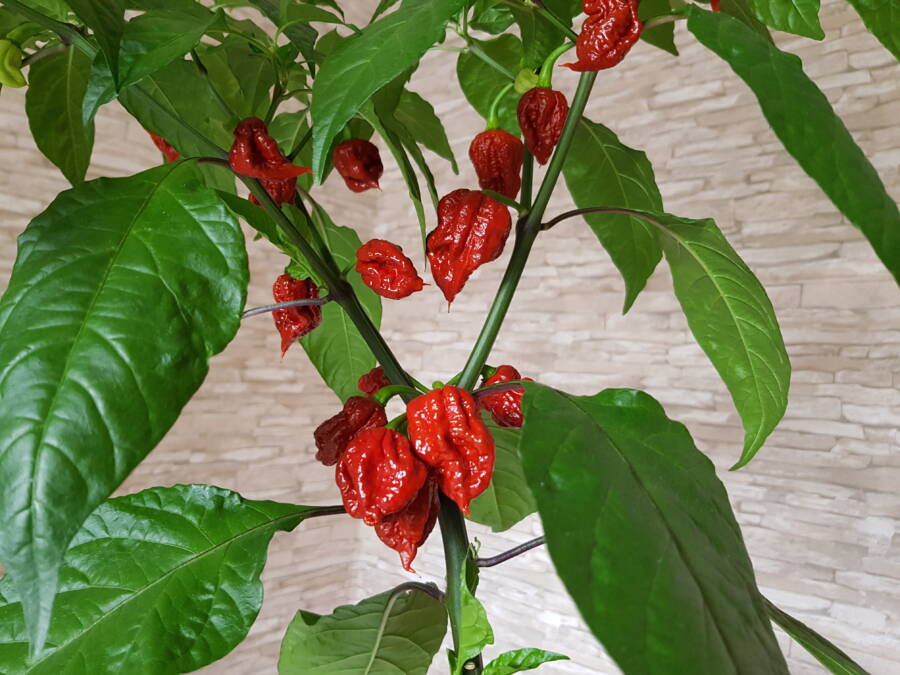 Former Hottest Pepper In The World
