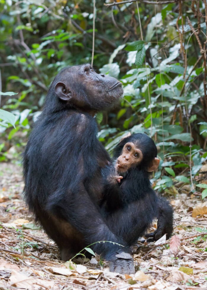 Eastern Chimpanzees