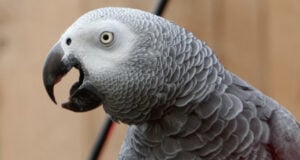Featured Parrot