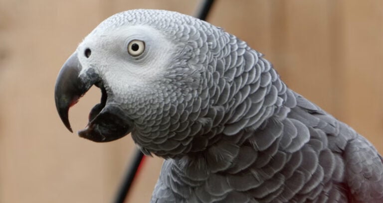 Featured Parrot