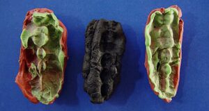 Featured Stone Age Gum