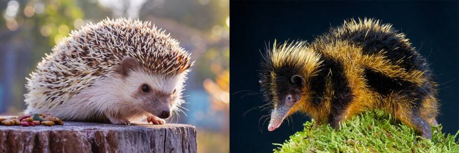 Hedgehog And Tenrec