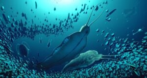 Timorebestia Featured