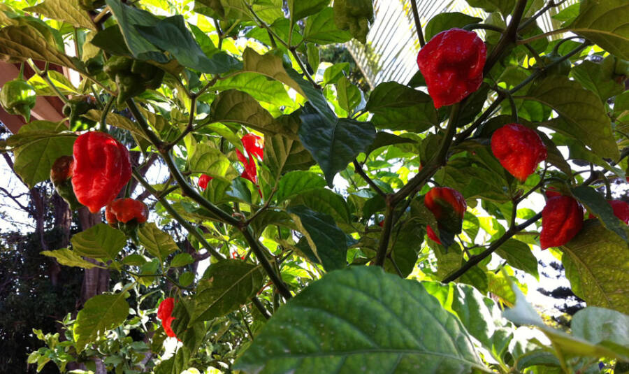 Trinidad Moruga Scorpion