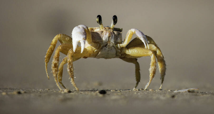 Carcinization: Why Animals Keep Evolving Into Crabs