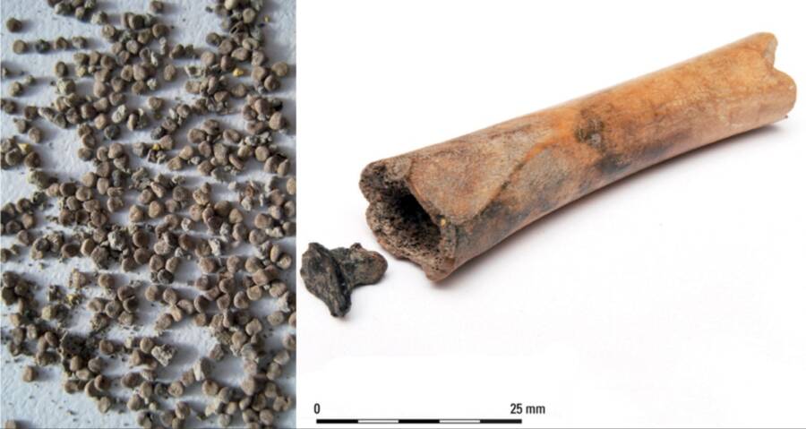 Bone Containing Henbane Drug Discovered At Ancient Roman Site