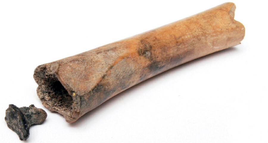 Bone Containing Henbane Drug Discovered At Ancient Roman Site