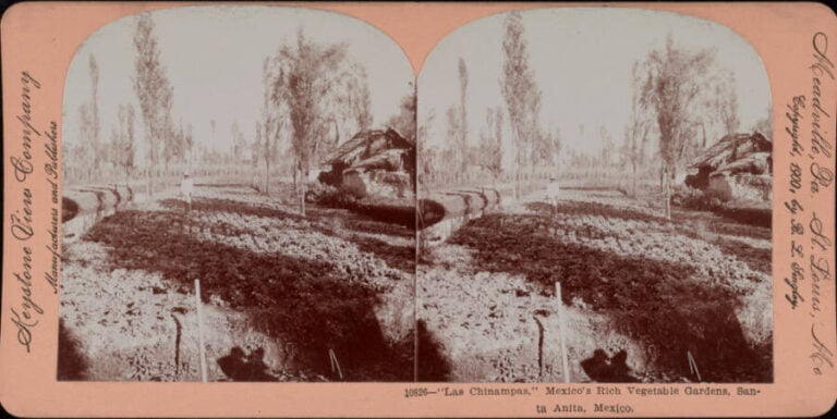 The History Of Chinampas, The ‘Floating Gardens’ Of Mexico