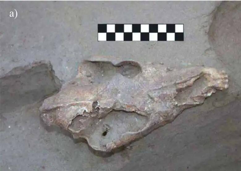 Ancient Dog Cranium
