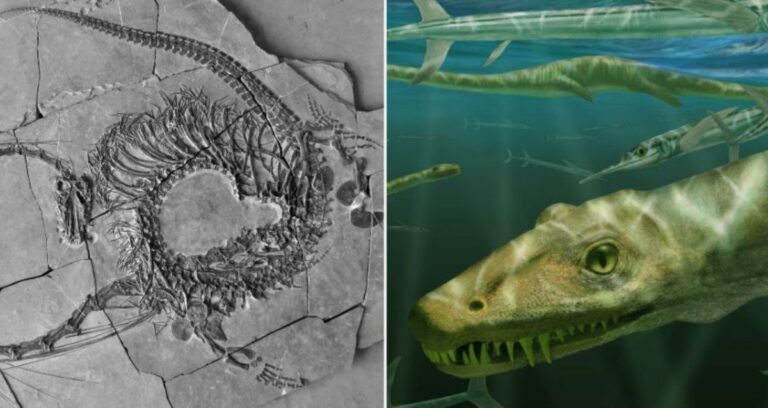 Fossil Alongside Dinocephalosaurus Orientalis Featured