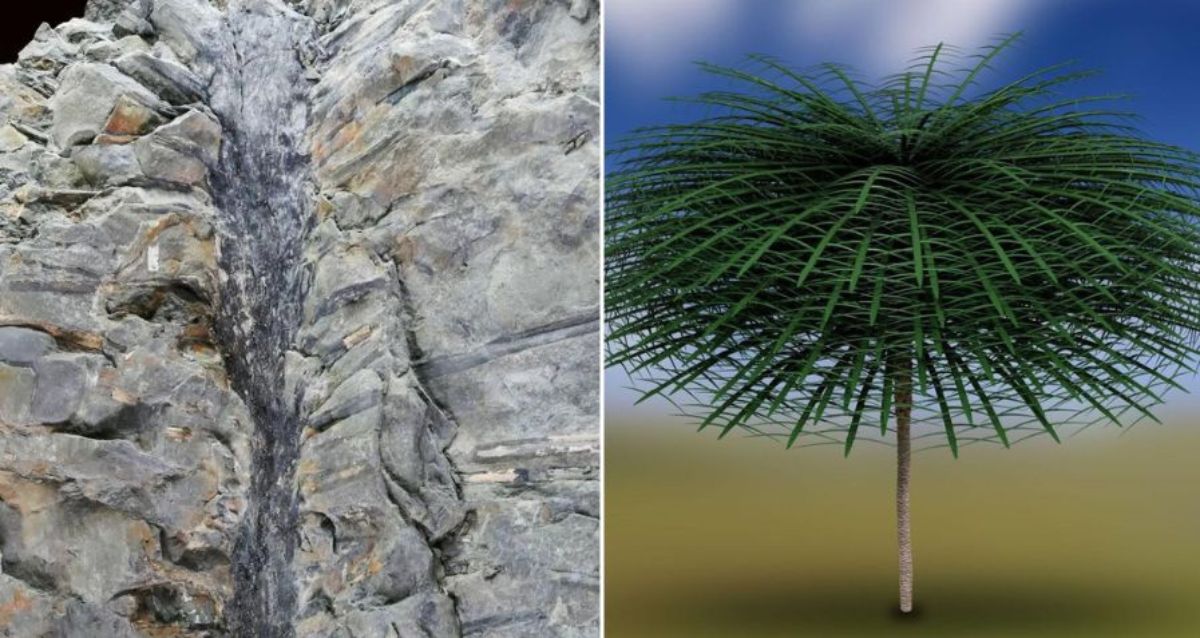 These Prehistoric Fossilized Trees Unearthed In Canada Are Straight Out ...