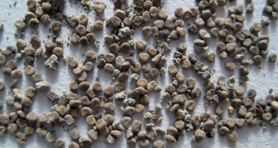 Bone Containing Henbane Drug Discovered At Ancient Roman Site