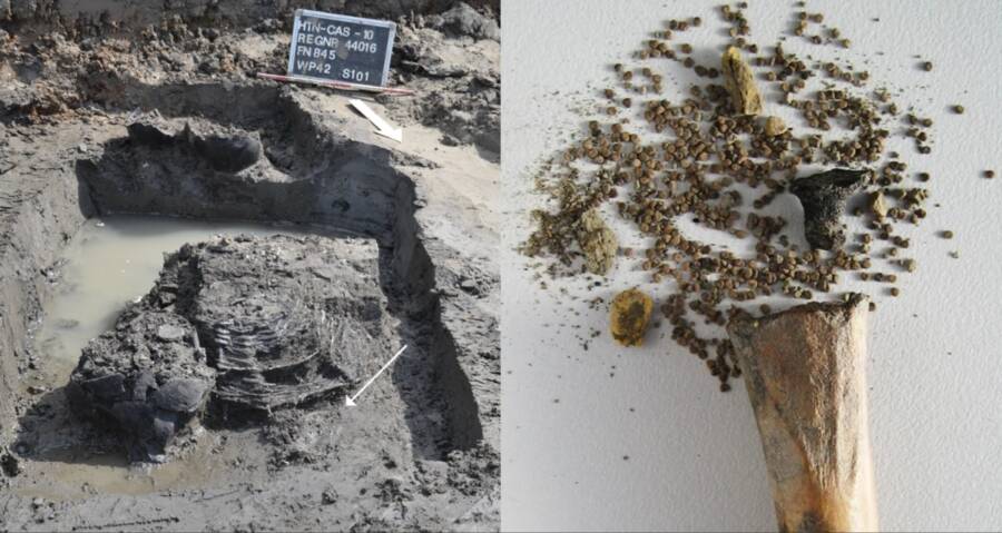 Bone Containing Henbane Drug Discovered At Ancient Roman Site