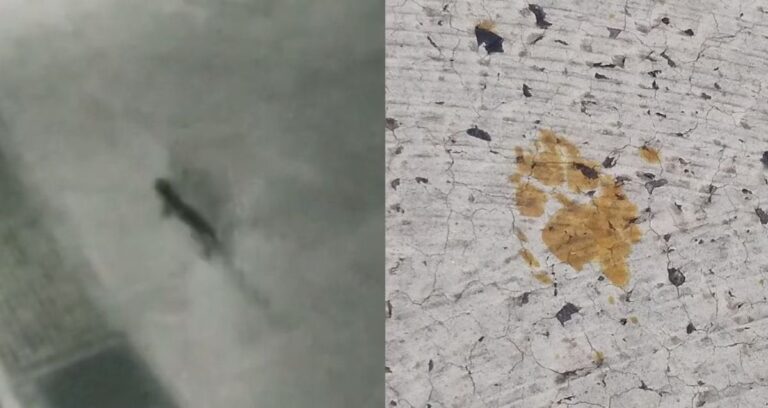 Cat Alongside Paw Print Featured
