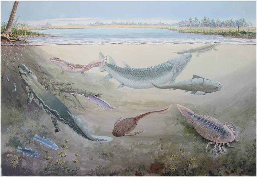 Devonian Period Marine Life