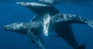 Featured Whales Having Intercourse