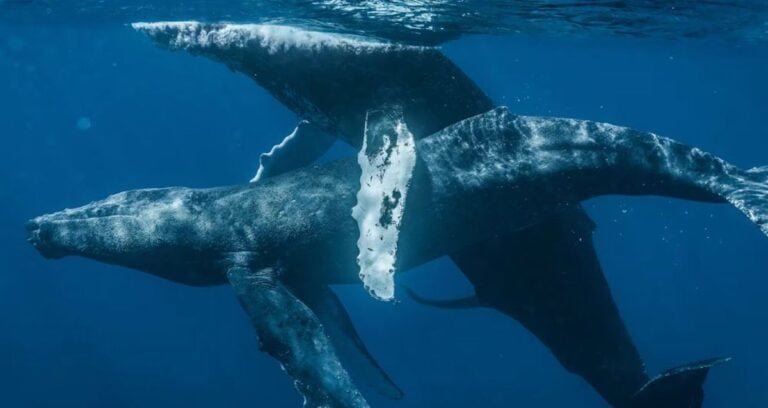 Featured Whales Having Intercourse