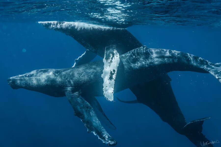 Humpback Whales Having Sex