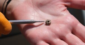 Prehistoric Body Piercing Featured