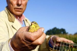 Ortolan, The French Delicacy So Delicious It's Sinful