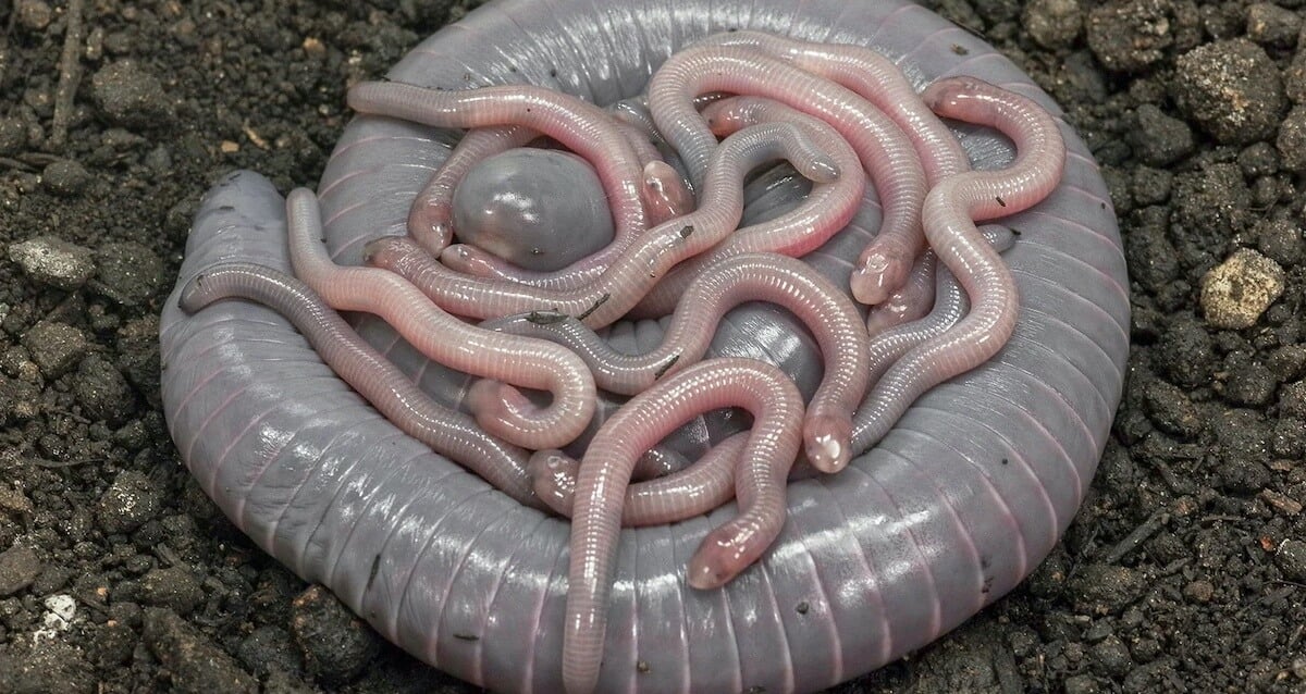 Scientists Identify The First Egg-Laying Amphibian That Feeds Milk To Its Young
