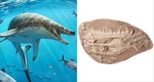 Sea Monster Featured