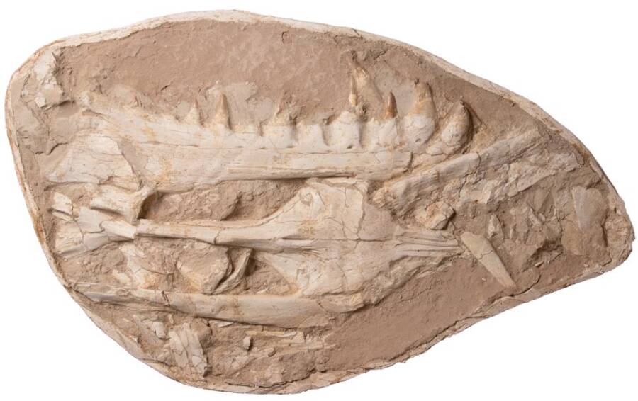 Sea Monster Fossil