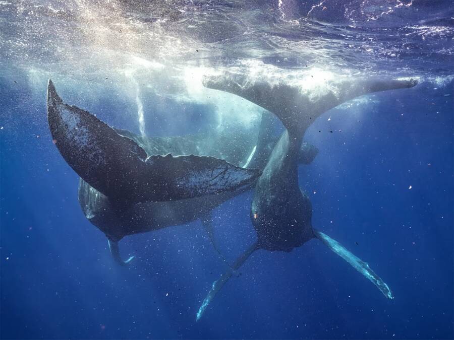 Male Humpback Whales Copulating