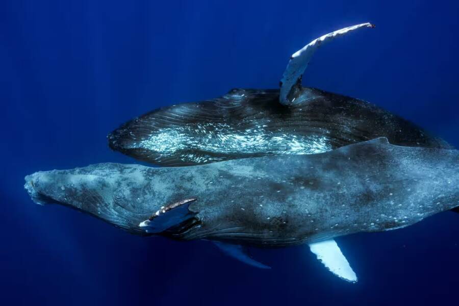 Two Whales Near Hawaii