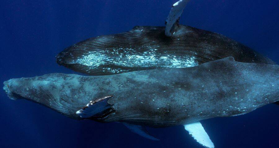 Humpback Whales Seen Having Sex For The First Time