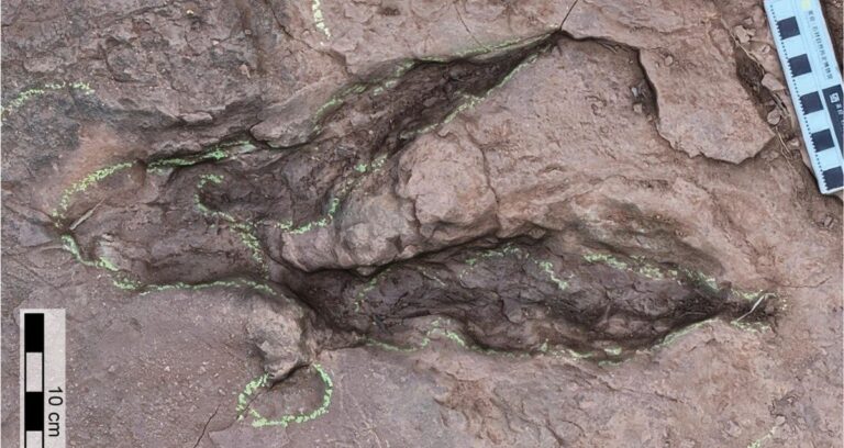 Fujianipus Yingliangi Footprint Featured