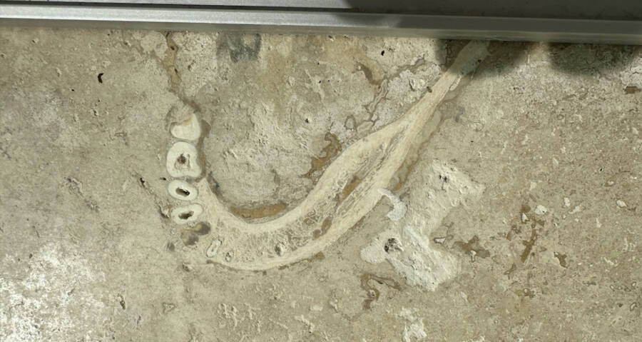 Dentist Notices A Likely Human Jawbone In His Parents' Floor