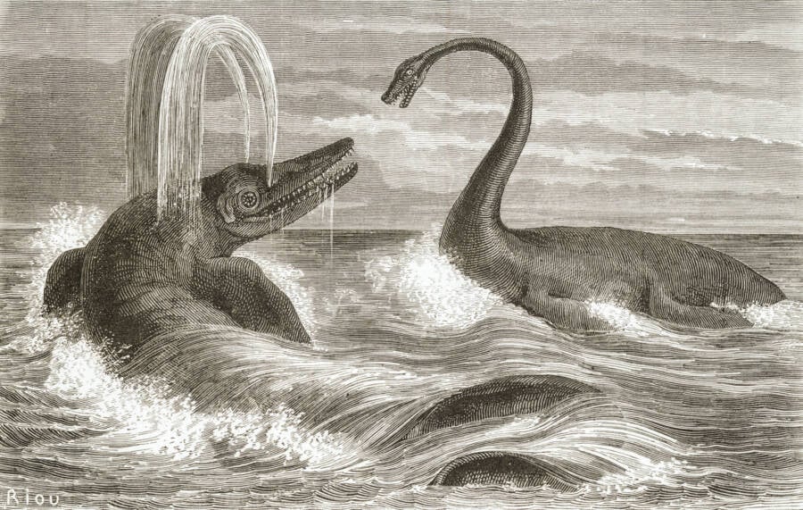 Ichthyosaur And Plesiosaur