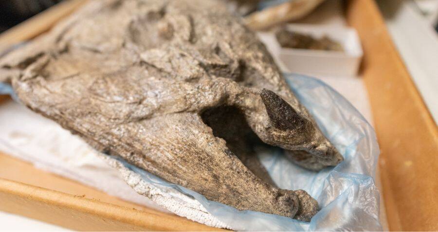 This Gargantuan Prehistoric Salmon Was Nearly 9 Feet Long — And Had Tusks Like A Warthog